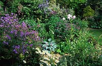 Ladywood Hampshire Geranium pratense Plenum Caeruleum in mixed border of shady garden