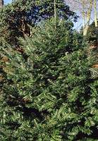 giant fir Abies grandis