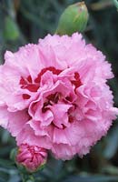old fashioned pink Dianthus Monica Wyatt