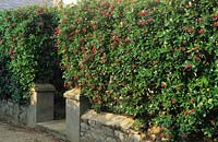 Escallonia hedge and low stone wall