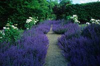 Hadspen House garden Somerset path lined with catmint Nepeta Six Hills Giant and roses
