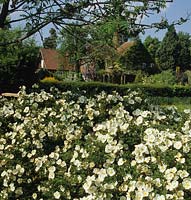 Old Rectory Cottage Berkshire rose hedge Rosa pimpinellifolia