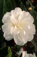 Camellia japonica K Sawada