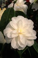 Camellia japonica K Sawara