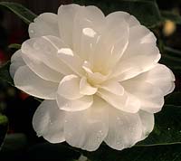 Camellia japonica K Sawada