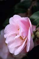 Camellia x williamsii Felice Harris
