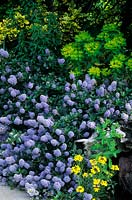 California lilac Ceanothus thyrisiflorus var repens Euphorbia Euonymus