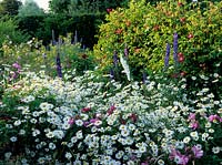The Dowager House Shropshire Cloister garden Shasta daisy Leucanthemum x superbum roses delphineums