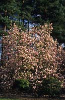 Magnolia x soulangeana Rustica Rubra