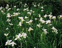 Iris siberica f alba