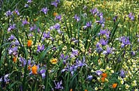 Strybing Arboretum San Francisco prairie meadow planting of Iris douglasiana Limnanthes douglasii Eschscholzia californica