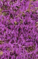 purple toothwort Lathraea clandestina