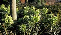 Cambridge Botanic Garden the Winter garden Hellebore Helleborus foetidus with Cornus stems