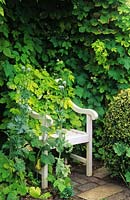 Barnsley House Gloucestershire golden hop Humulus lupulus Aureus growing over arbor with white chair