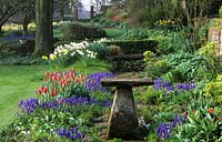 Little Court Hampshire Grape Hyacinth Muscari armeniacum naturalized in old stone paving and borders with other Spring bulbs Tul