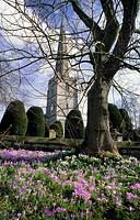 Painswick Gloucestershire churchyard with snowdrops Galanthus nivalis and Crocus tomasinianus