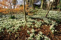 Painswick Rococo garden Gloucestershire snowdrop Galanthus Atkinsii