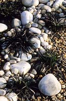 Ophiopogon planiscapus Black Dragon in gravel garden