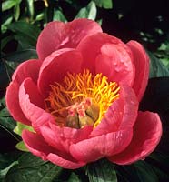 peony Paeonia Lovely Rose