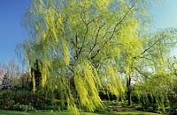 Swallow Hayes Shropshire weeping willow Salix x sepulcralis