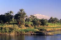 Date palms along the banks of the Nile near Luxor Egypt