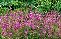 red campion Silene dioica