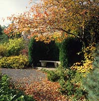 The Dingle Powys stone bench in curved yew hedge shelter Prunus sargentii in autumn colour