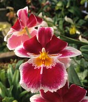 orchid Miltonia hybrid