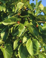 black mulberry Morus nigra