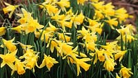native daffodil Narcissus pseudonarcissus