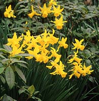 daffodil Narcissus February Gold