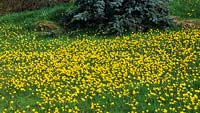 RHS Wisley Surrey Spring meadow Narcissus bulbicodium