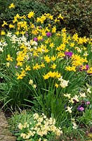 daffodil Narcissus February Gold in Spring border