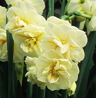 daffodil Narcissus Bridal Crown