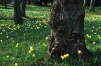 Savill Gardens Surrey woodland meadow of native daffodil Naricissus pseudonarcissus