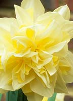 dwarf daffodil Narcissus Irene Copeland daffodils yellow spring flowers flower