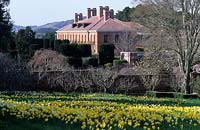 Filoli California Spring Daffodil meadow with view of house