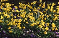 dwarf daffodil Narcissus Tete a Tete under planted with Anemone blanda