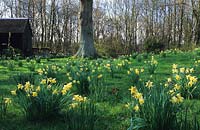 private garden Sussex daffodils Narcissus pseudonarcissus Fritillaria meleagris in Spring woodland garden meadow