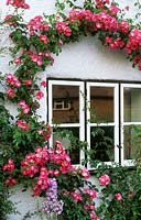 Lawn Cottage Kent climbing rose Rosa American Pillar on wall round window