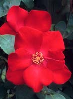 rambling rose Rosa Altissimo