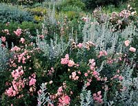 Sticky Wicket Dorset shrub rose Rosa Ballerina and Artemesia Lambrook Silver