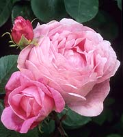 modern shrub rose Rosa Constance Spry
