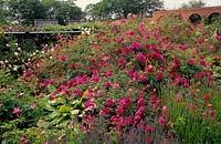 Norton Priory Cheshire shrub rose Rosa Cerise Bouquet in mixed border underplanted with lavender and hosta