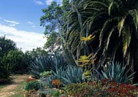 Mount Calgary Santa Barbara California desert garden Mexican Agave Palm Cereus peruviana Bouganvillea