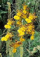 epiphytic orchid Odontocidium Russikon s Gold