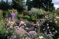The Anchorage. Kent. rose garden with 'lifted' Pyrus salicifolia 'Pendula' as focal point