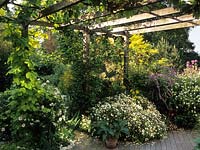 Brownshill Gloucestershire design Pamela Woods very sloping terraced garden wooden decking with pergola summer plants grape vine