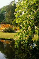 Exbury Gardens Hampshire Horse Chesnut Aesculus hippocastanum growing at pond edge