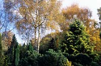 Valley Gardens Surrey Betula pendula in autumn with Chamaecyparis Greyswood Bronze Pinus cembra Pigmy Picea glauca Nana